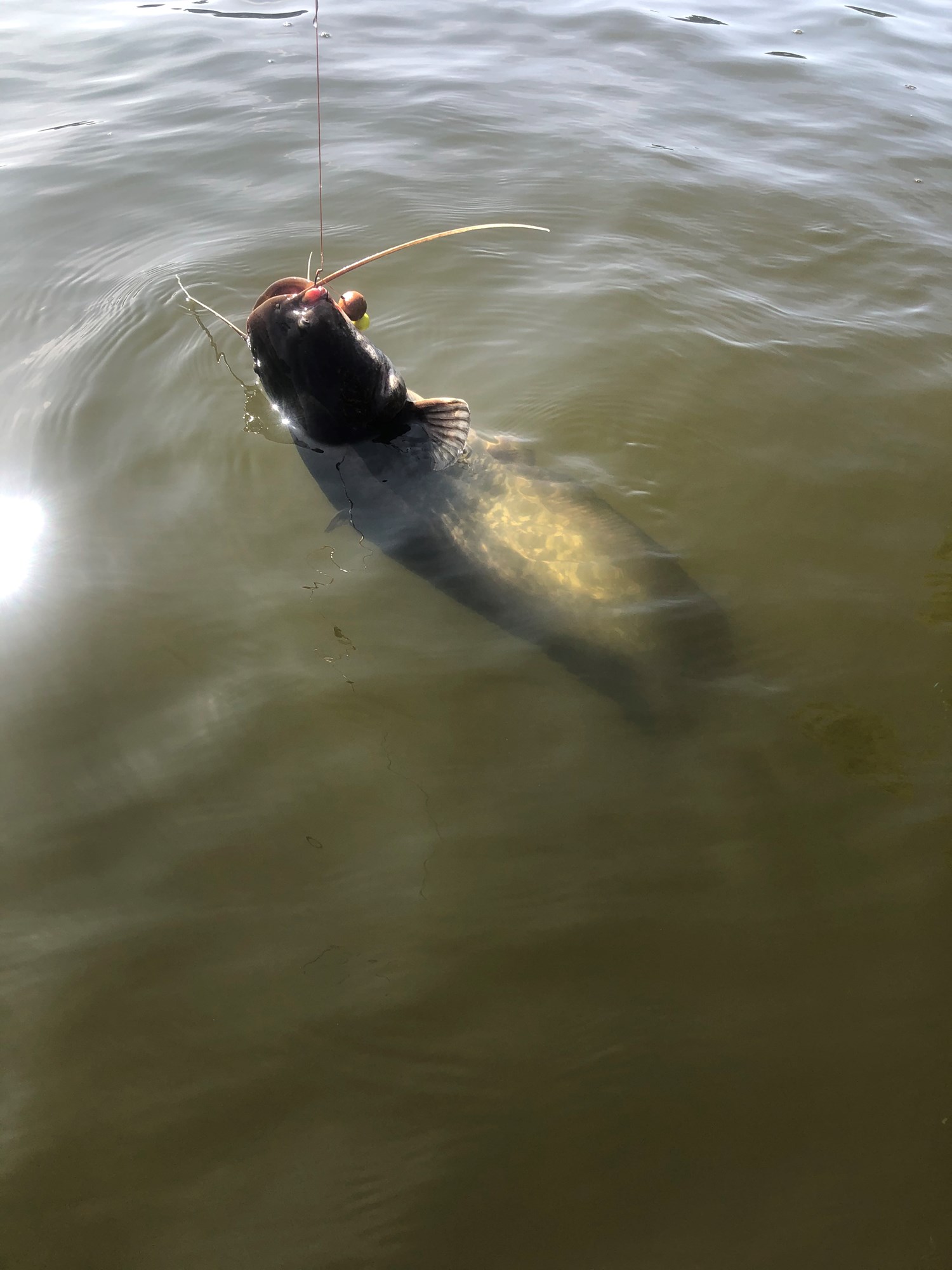 Tancabesti 17 - 20 sept. - Somn 4kg